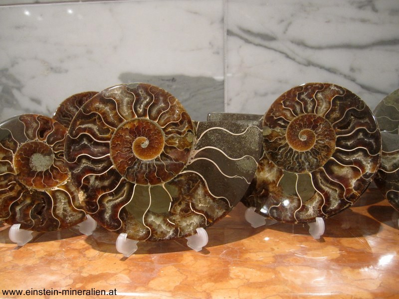 Ammonitenpaar A 1kg